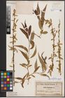 Foto von Salix babylonica L. x Salix fragilis L.